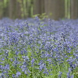 Hallerbos 